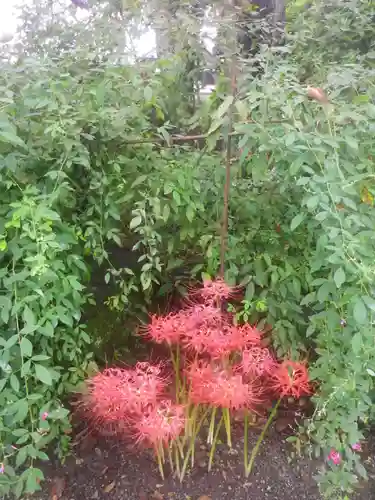 浄光明寺の自然