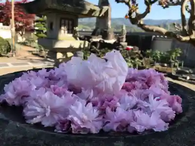 真言宗　善通寺派　薬王寺(香川県)
