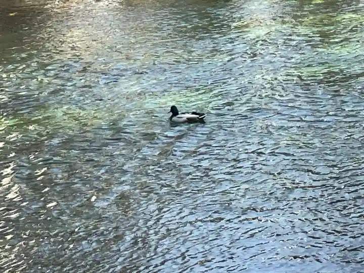 富士山本宮浅間大社の{uncategorized: "未分類", other: "その他", undefined: "問題あり", building: "その他建物", grave: "お墓", sacred_gate: "鳥居", guardian: "狛犬", statue: "像", buddha: "仏像", history: "歴史", nature: "自然", garden: "庭園", animal: "動物", pagoda: "塔", temizu: "手水舎", mountain_gate: "山門・神門", sanctuary: "本殿・本堂", subordinate: "末社・摂社", art: "芸術", scenery: "景色", jizo: "地蔵", ema: "絵馬", goshuin: "御朱印", omikuji: "おみくじ", items: "授与品その他", amulet: "お守り", goshuincho: "御朱印帳", eats: "食事", festival: "お祭り", votive_dance: "神楽", shichigosan: "七五三参", wedding: "結婚式", experience: "体験その他", initially: "初詣", around: "周辺", anti_infection: "感染症対策"}