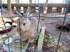 太子堂八幡神社の動物