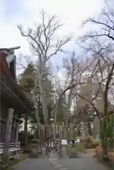 小室浅間神社の鳥居