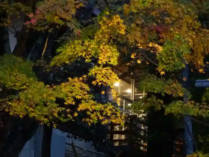 大山阿夫利神社の自然