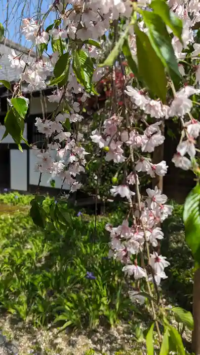 得浄明院(善光寺別院)(京都府)