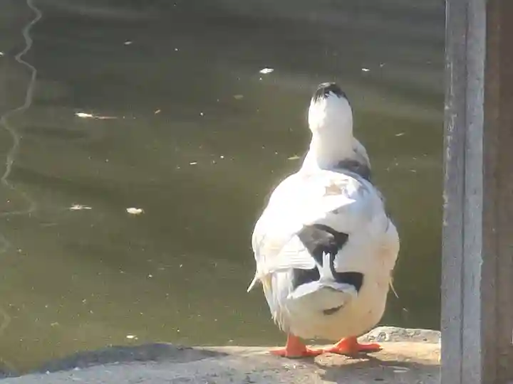 生田神社(兵庫県)