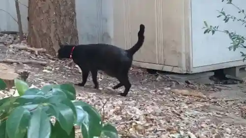 代々木八幡宮の動物