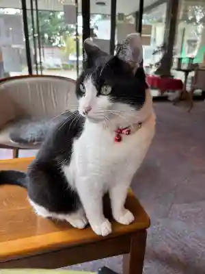 榛名神社の{uncategorized: "未分類", other: "その他", undefined: "問題あり", building: "その他建物", grave: "お墓", sacred_gate: "鳥居", guardian: "狛犬", statue: "像", buddha: "仏像", history: "歴史", nature: "自然", garden: "庭園", animal: "動物", pagoda: "塔", temizu: "手水舎", mountain_gate: "山門・神門", sanctuary: "本殿・本堂", subordinate: "末社・摂社", art: "芸術", scenery: "景色", jizo: "地蔵", ema: "絵馬", goshuin: "御朱印", omikuji: "おみくじ", items: "授与品その他", amulet: "お守り", goshuincho: "御朱印帳", eats: "食事", festival: "お祭り", votive_dance: "神楽", shichigosan: "七五三参", wedding: "結婚式", experience: "体験その他", initially: "初詣", around: "周辺", anti_infection: "感染症対策"}