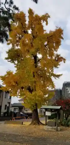 大曽根八幡神社の自然