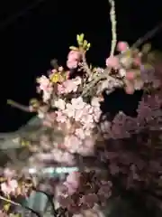 桜神宮の自然