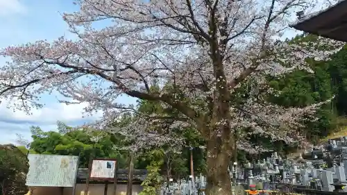 圓融寺の{uncategorized: "未分類", other: "その他", undefined: "問題あり", building: "その他建物", grave: "お墓", sacred_gate: "鳥居", guardian: "狛犬", statue: "像", buddha: "仏像", history: "歴史", nature: "自然", garden: "庭園", animal: "動物", pagoda: "塔", temizu: "手水舎", mountain_gate: "山門・神門", sanctuary: "本殿・本堂", subordinate: "末社・摂社", art: "芸術", scenery: "景色", jizo: "地蔵", ema: "絵馬", goshuin: "御朱印", omikuji: "おみくじ", items: "授与品その他", amulet: "お守り", goshuincho: "御朱印帳", eats: "食事", festival: "お祭り", votive_dance: "神楽", shichigosan: "七五三参", wedding: "結婚式", experience: "体験その他", initially: "初詣", around: "周辺", anti_infection: "感染症対策"}