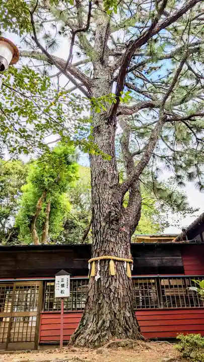 前原御嶽神社の自然