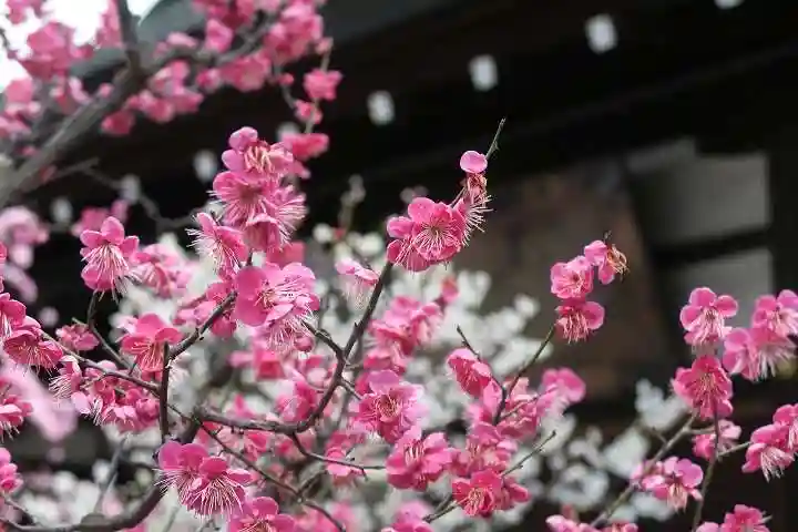 大阪天満宮の自然