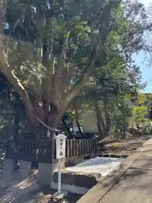 安房神社の{uncategorized: "未分類", other: "その他", undefined: "問題あり", building: "その他建物", grave: "お墓", sacred_gate: "鳥居", guardian: "狛犬", statue: "像", buddha: "仏像", history: "歴史", nature: "自然", garden: "庭園", animal: "動物", pagoda: "塔", temizu: "手水舎", mountain_gate: "山門・神門", sanctuary: "本殿・本堂", subordinate: "末社・摂社", art: "芸術", scenery: "景色", jizo: "地蔵", ema: "絵馬", goshuin: "御朱印", omikuji: "おみくじ", items: "授与品その他", amulet: "お守り", goshuincho: "御朱印帳", eats: "食事", festival: "お祭り", votive_dance: "神楽", shichigosan: "七五三参", wedding: "結婚式", experience: "体験その他", initially: "初詣", around: "周辺", anti_infection: "感染症対策"}