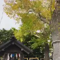 札幌諏訪神社の自然