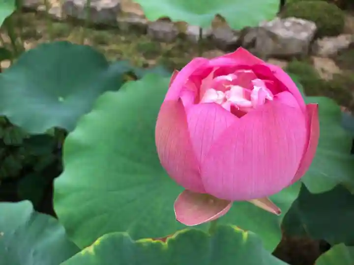 當麻寺西南院の自然