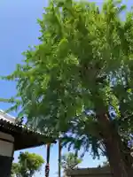 法話と天井絵の寺 観音寺の自然