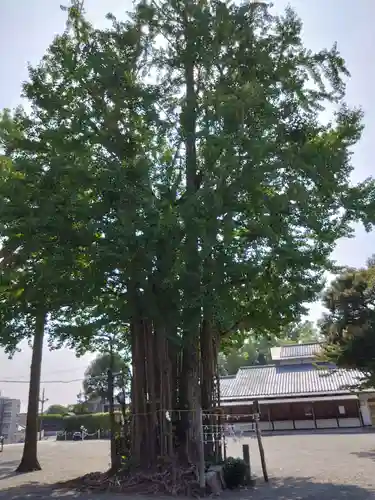 健軍神社の自然