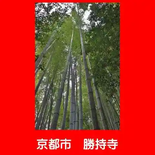 勝持寺（花の寺）の自然