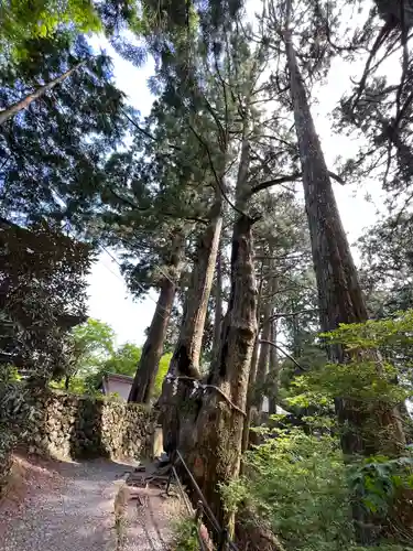 玉置神社の自然