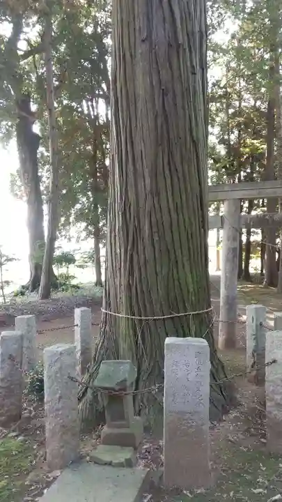 若宮八幡神社の自然