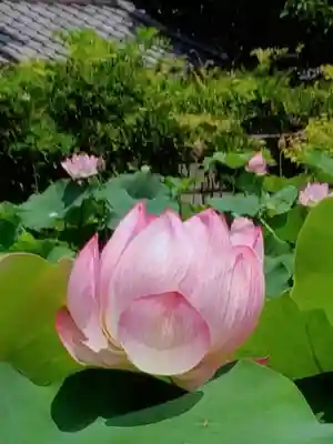 長善寺(東京都)