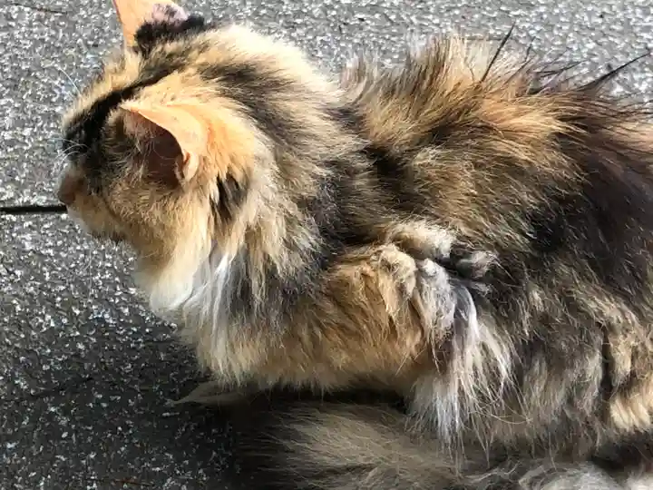 小金八坂神社の動物