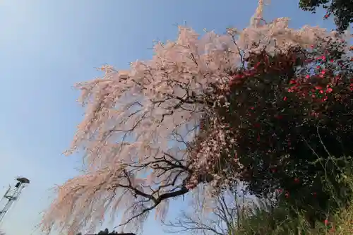 貝山薬師堂の自然