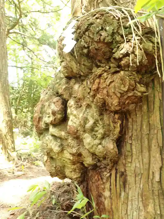 本宮神社(日光二荒山神社別宮)の自然
