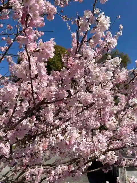 縣神社(京都府)