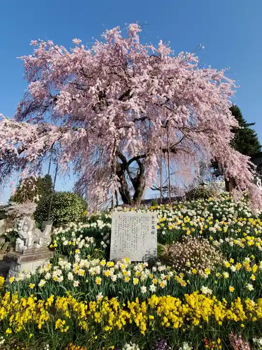 金毘羅桜の自然