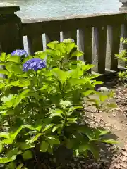 武蔵第六天神社の自然