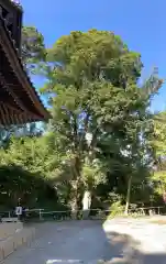 山田神社の自然