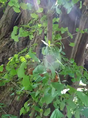 稲毛神社の自然