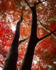 滑川神社 - 仕事と子どもの守り神の自然