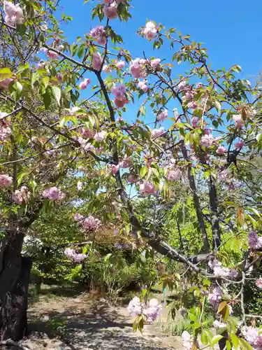武蔵第六天神社の自然