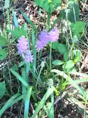 猿田神社の自然