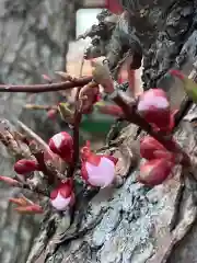 成田山瀧泉寺の自然