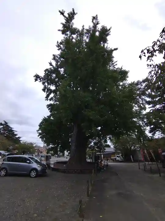 時宗総本山 遊行寺(正式:清浄光寺)の自然