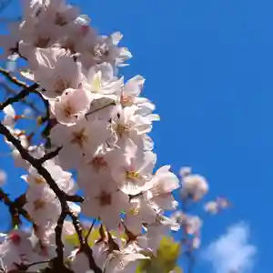 三津厳島神社の自然(2022年04月01日(金) 16時39分34秒投稿)
