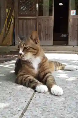 八幡神社の動物