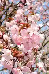 砂川神社の自然