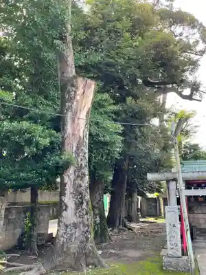 高円寺天祖神社(東京都)