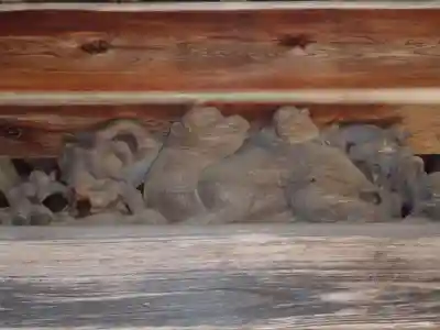 猿投神社(愛知県)