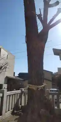綾瀬神社(東京都)