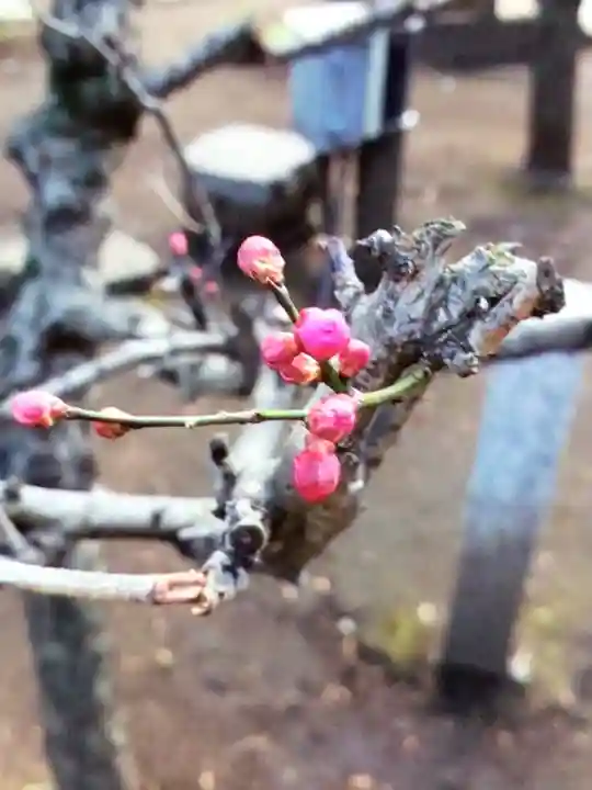 布多天神社(東京都)