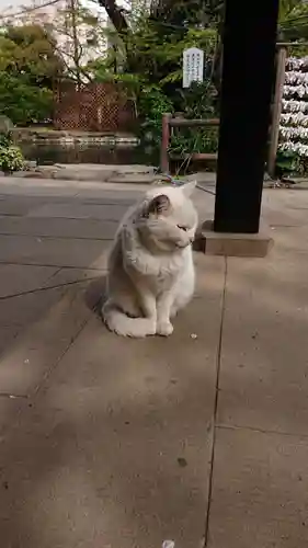 愛宕神社の動物