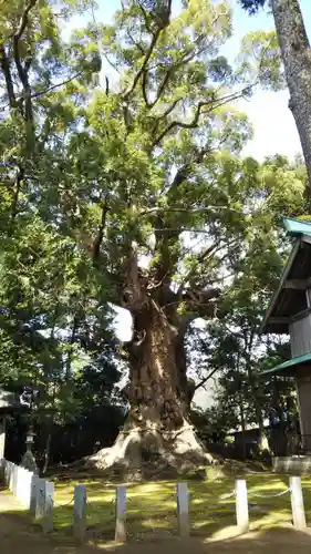 川津来宮神社の自然