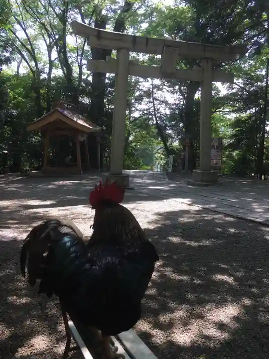 谷保天満宮の動物
