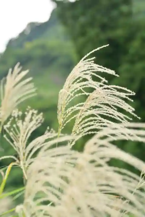 高龍神社(新潟県)