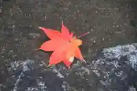 三春大神宮の自然