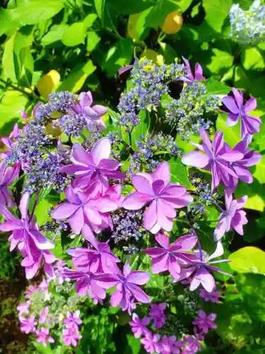 本郷氷川神社(東京都)